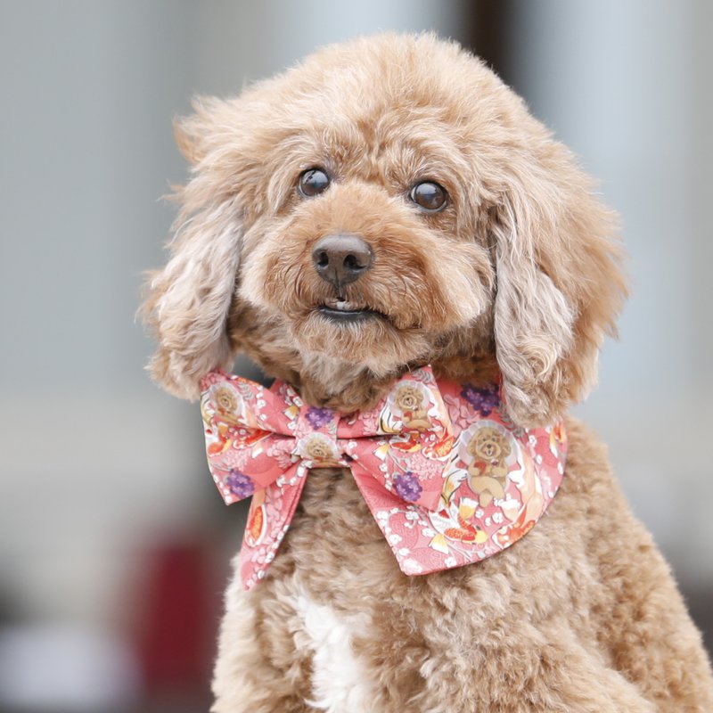 如魚得犬 毛孩項圈 領結造型彩色圍脖 不同尺寸貓狗可用 可印名字 - 項圈/牽繩 - 其他人造纖維 紅色