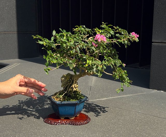 百日紅　小品盆栽 日本姬百日紅サルスベリ∣小品露根盆景mu bonsai 翠庭｜盆栽/植