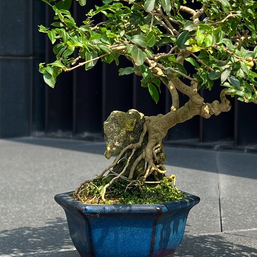 日本の百日紅サルスベリ∣スケッチ根露出盆栽 - ショップ mu bonsai 観葉植物 - Pinkoi