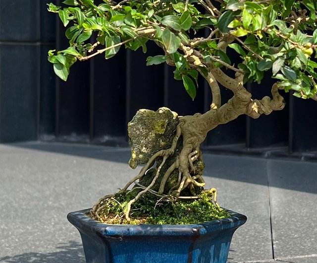 百日紅　小品盆栽 日本姬百日紅サルスベリ∣小品露根盆景mu bonsai 翠庭｜盆栽/植