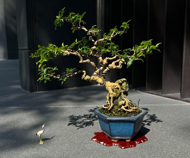 日本の百日紅サルスベリ∣スケッチ根露出盆栽 - ショップ mu bonsai 観葉植物 - Pinkoi