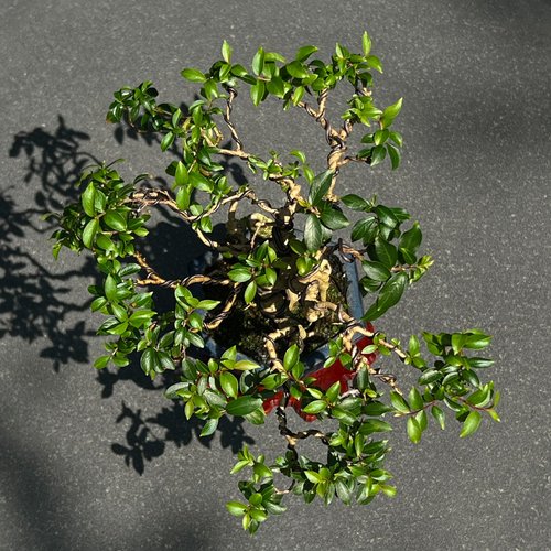 百日紅　小品盆栽 百日紅盆栽 小品盆栽