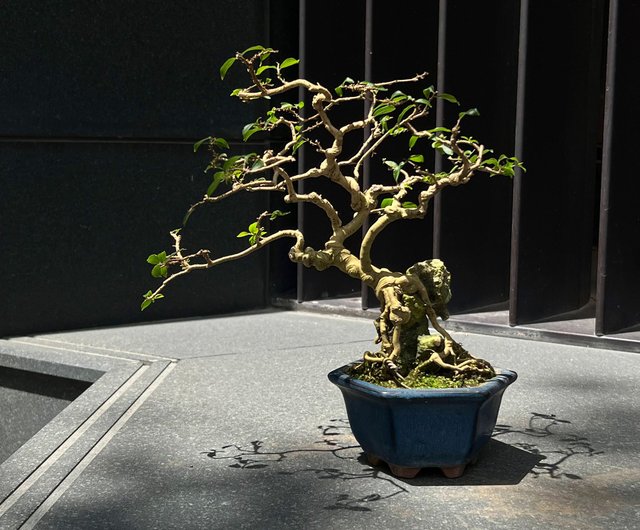 小品盆栽サルスベリ 日本姬百日紅サルスベリ∣小品露根盆景mu bonsai 翠庭- Pinkoi