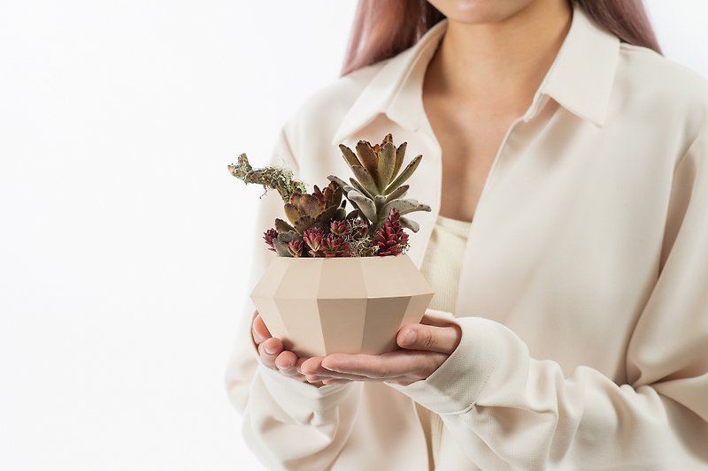 Mother's Day Gift - Charity Collection / Potted Plants Succulent Taiwan Design with Meat - Plants - Plants & Flowers Blue
