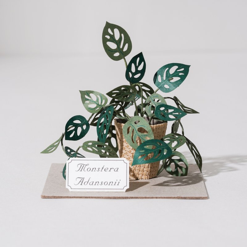 DIY Kit - Forever Green - Monstera adansonii | 9028403 GREENFUL LIFE - งานไม้/ไม้ไผ่/ตัดกระดาษ - กระดาษ 