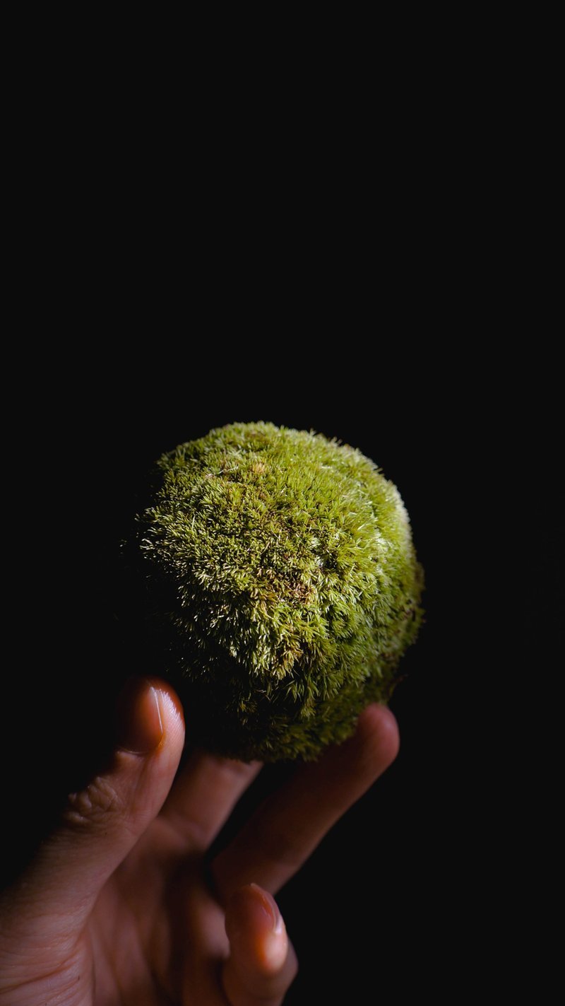 Leucobryum Kokedama-Leucobryum Kokedama - ตกแต่งต้นไม้ - พืช/ดอกไม้ สีเขียว