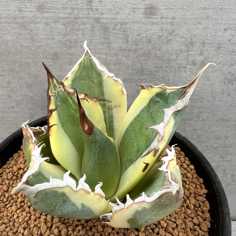 暴牙 | 龍舌蘭 |  Agave titanota 'Sanggle Tooth' - 盆栽/植栽 - 植物．花 