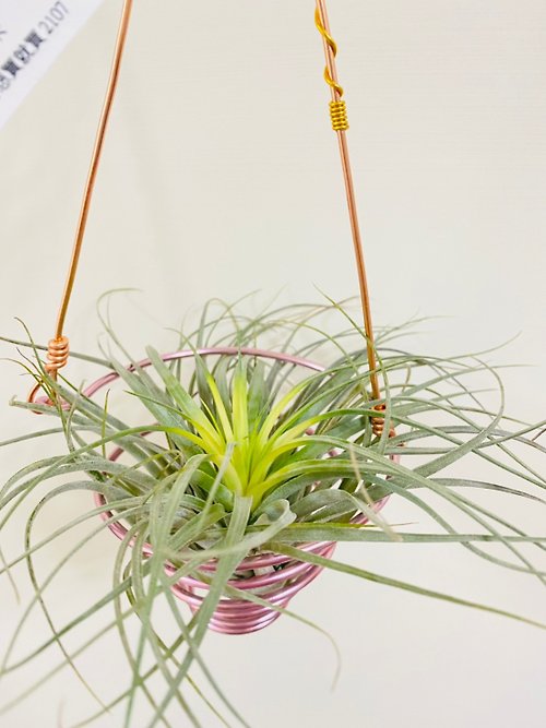 VitaDesign 空氣鳳梨 棉花糖 鋁線吊籃 空間佈置 交換 畢業禮物(含植物)