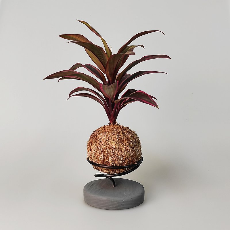Zhu banana moss ball + Cement base - Plants - Plants & Flowers Green