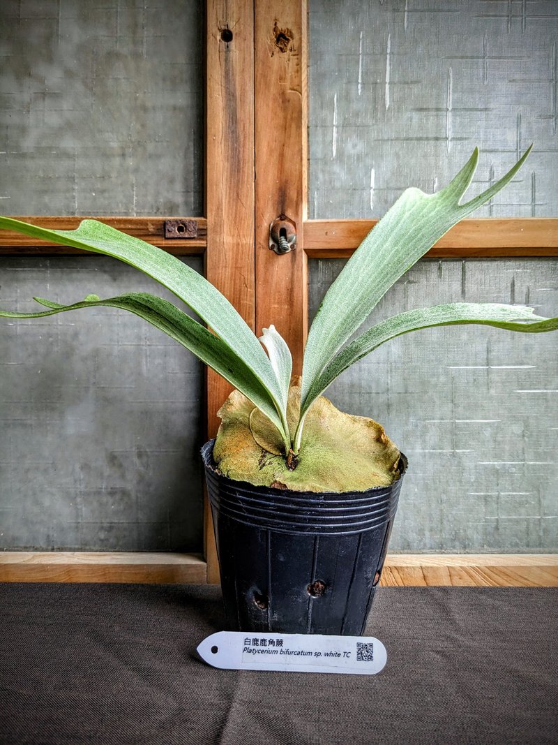 Platycerium bifurcatum sp.White TC - Plants - Plants & Flowers Green