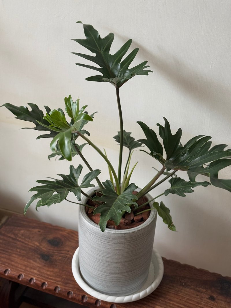 天使蔓綠榕 寵物友善植栽 七吋落地盆 落地植栽 - 盆栽/植栽 - 植物．花 綠色