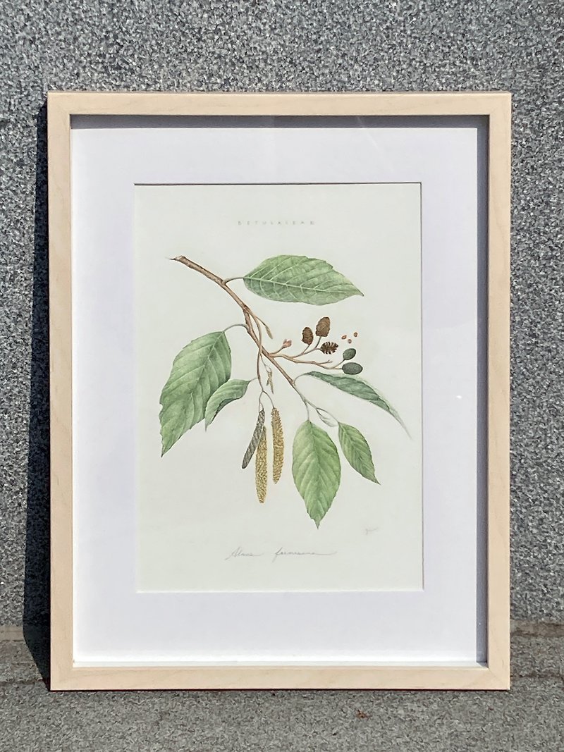 Alnus formosana | Giclee - Posters - Other Materials 