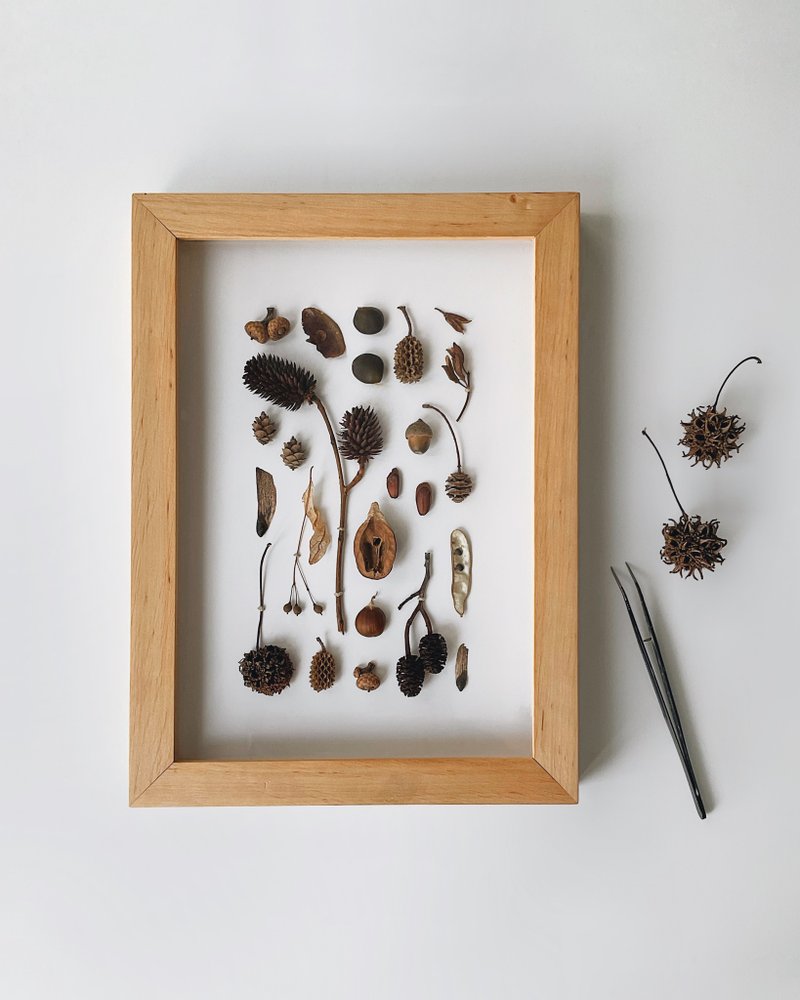 Plant specimen frame. Herbarium with natural dried plants. 3D Nature Wall Frame. - ตกแต่งผนัง - พืช/ดอกไม้ 