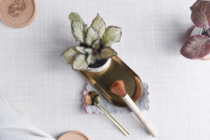 喜蔭花'銀色天空' 丨室內植栽丨辦公室植栽丨療癒小物丨送禮丨 - 盆栽/植栽 - 植物．花 透明