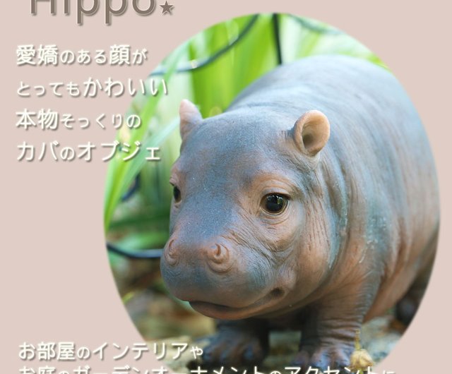 22人気 ヤフオク カバ 可愛い ユニーク 癒し A Hippopotamus オー 大特価好評 Shineray Com Br