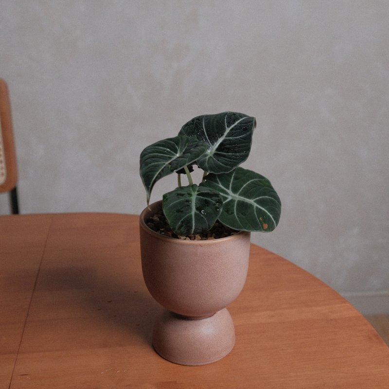 黑絲絨/黑葉觀音蓮 - 盆栽/植栽 - 植物．花 