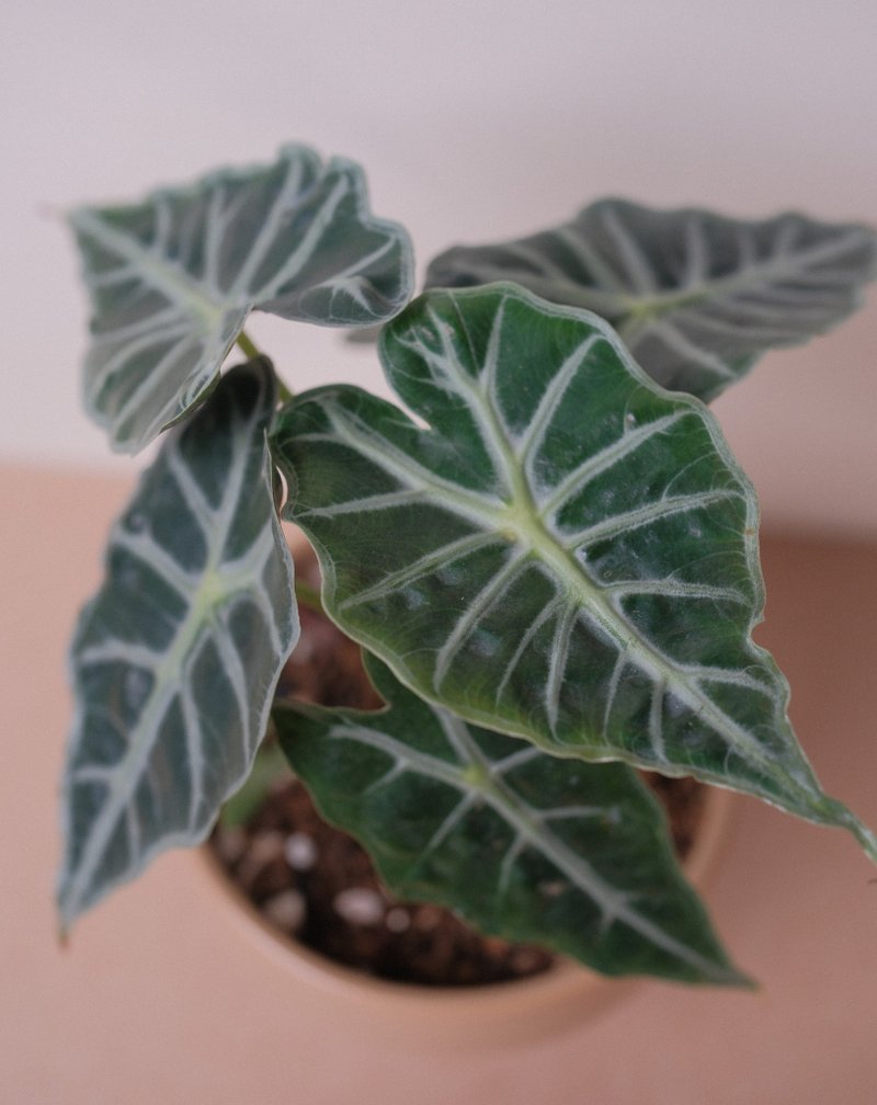 黑葉觀音蓮 - 盆栽/植栽 - 植物．花 