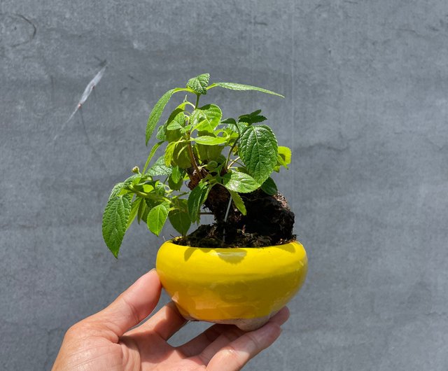 小品盆栽-山採馬纓丹野趣小品盆栽Rustic Charm Bonsai｜盆栽/植