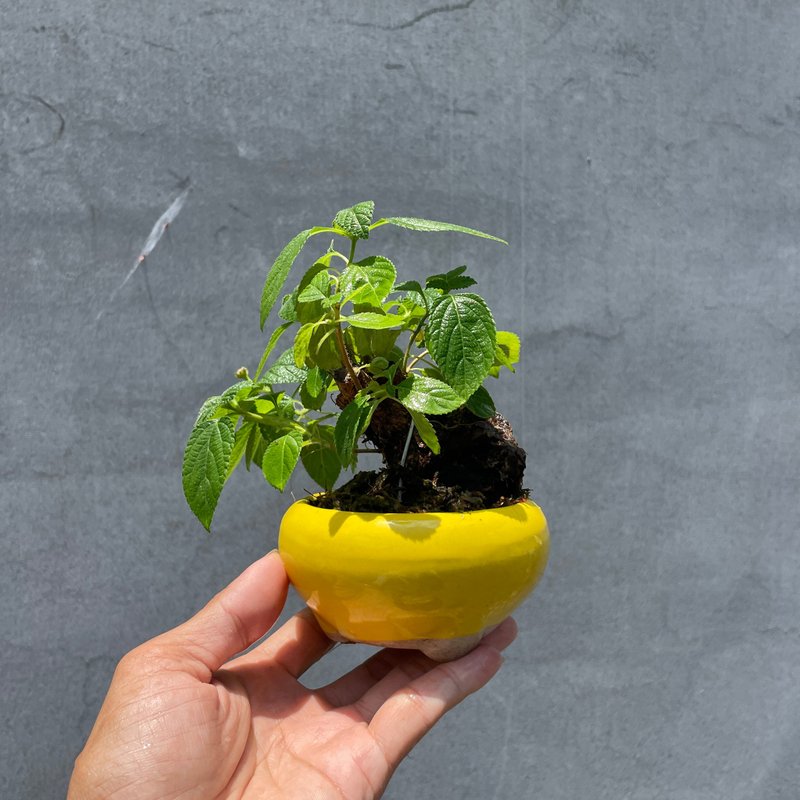 小品盆栽-山採馬纓丹 - 盆栽/植栽 - 植物．花 