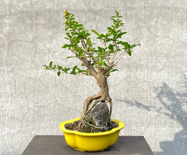 盆栽用】利根さび石（平形:約95cm×50cm） - 植物/観葉植物