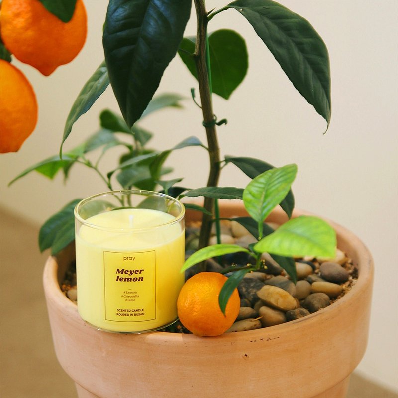 PRAY Standard Candle (L)- Meyer Lemon /16.93oz - เทียน/เชิงเทียน - แก้ว สีเหลือง