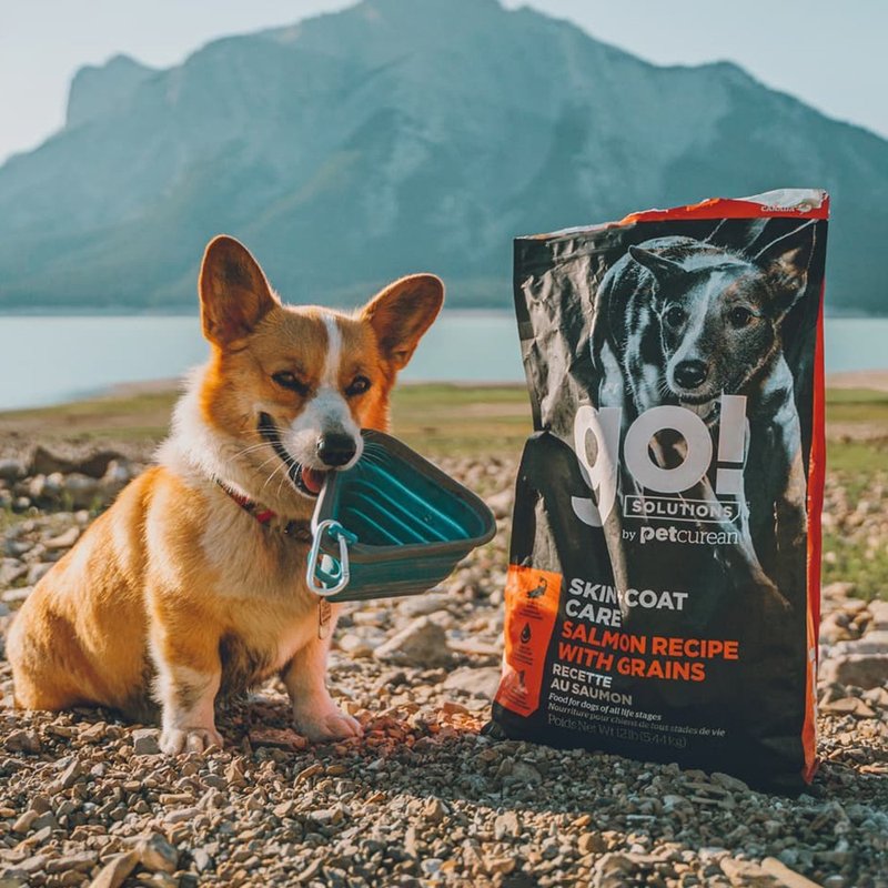 [Dog staple food] go! Salmon, fruits and vegetables + oatmeal, all-round series of dog food for fur and health - Dry/Canned/Fresh Food - Fresh Ingredients 