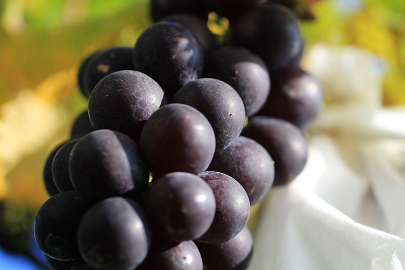 Sweet Summer Fruit-Natural Farming-Kyoho Grapes-500g x2 box - อื่นๆ - อาหารสด สีม่วง