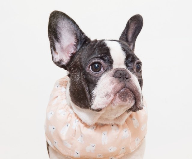 The dog is more beautiful than the cold towel, cool towel, and the fighting  dog, cooling dog collar - blue background - Shop Chubby Rainbow Clothing &  Accessories - Pinkoi