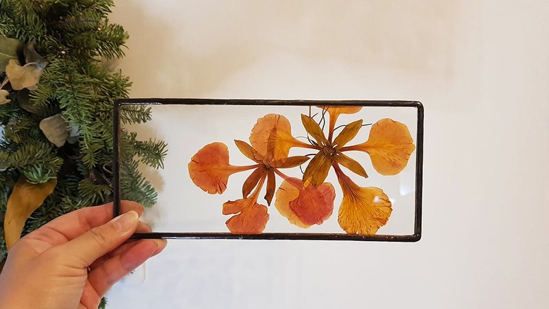 觀葉植物圖鑑∣鳳凰花∣玻璃鑲崁∣植物標本∣送禮免費刻字 - 乾燥花/永生花 - 植物．花 