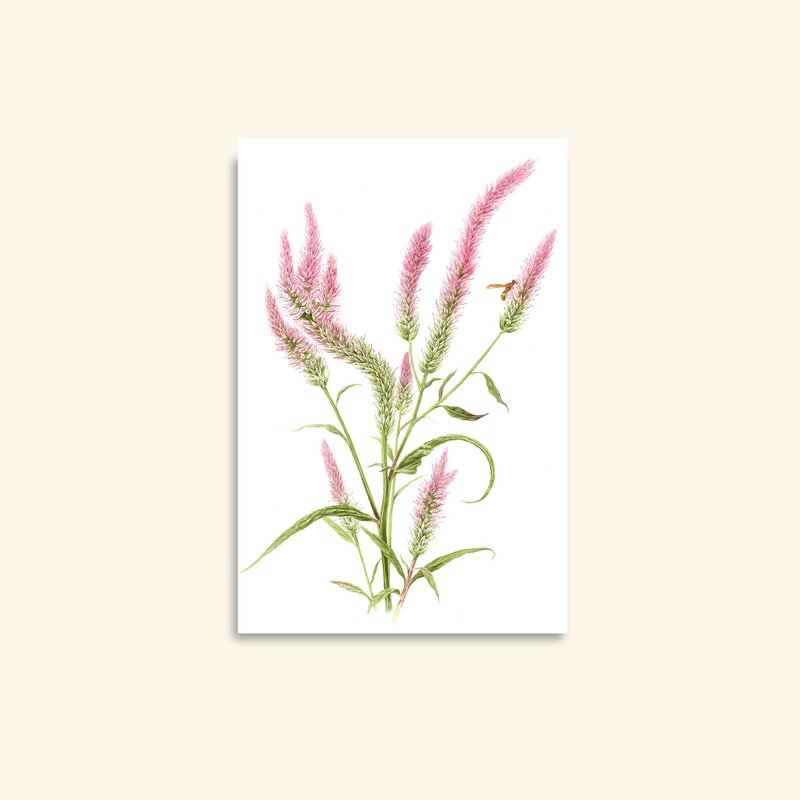 Celosia Argentea Watercolor Greeting Card: Botanical Flower Art - 卡片/明信片 - 紙 
