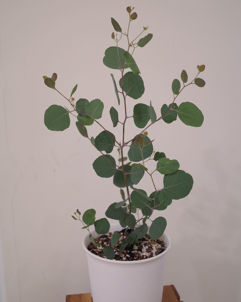 大圓葉尤加利 多花桉 - 盆栽/植栽 - 植物．花 銀色