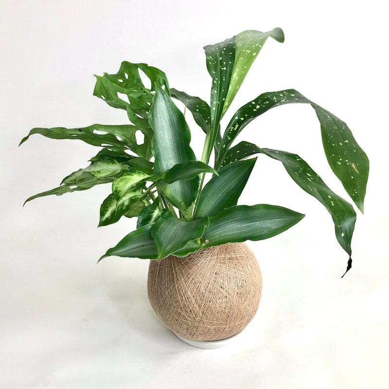 水仙竹 四品組合植栽苔球 - 盆栽/植栽 - 植物．花 