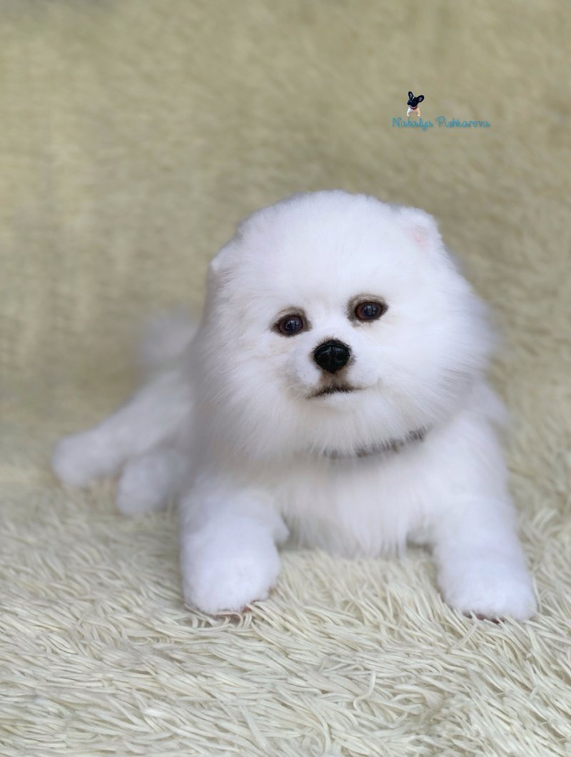 pomeranian spitz dog,  realistic toy - ตุ๊กตา - เส้นใยสังเคราะห์ ขาว