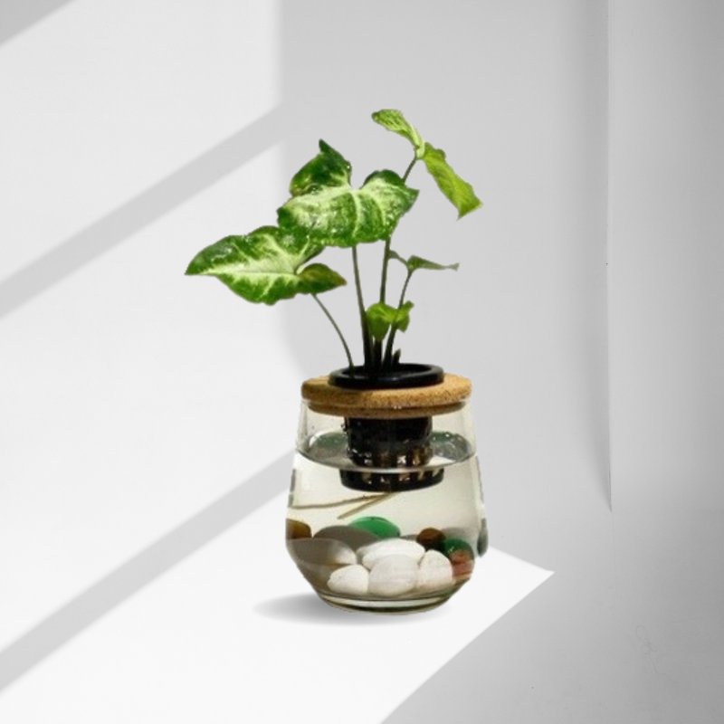 現貨 蕨美植栽 室內網美辦公室水耕植栽-合果芋+弧形透明玻璃瓶 - 植物/盆栽/盆景 - 植物．花 