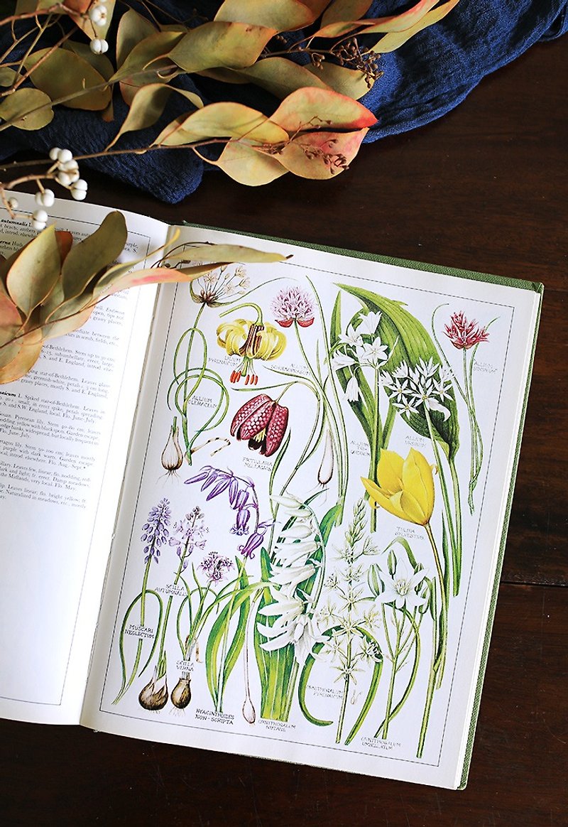 [本棚バージョンなし] //英国のレトロな植物のイラストブック//花のレトロな古い本 - 本・書籍 - 紙 グリーン