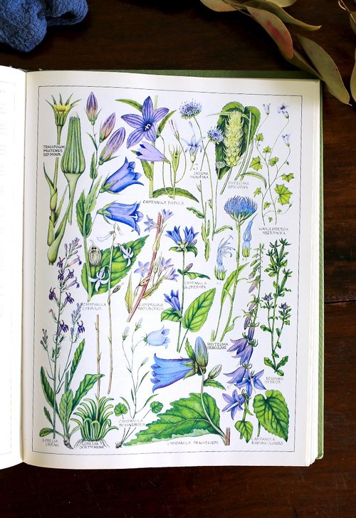 年代物　花　絵　本 年代物 花 絵 本-通販店を