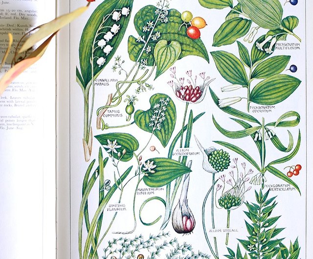 ブックケースなし版】 // イギリス ヴィンテージ植物図鑑 // 花卉