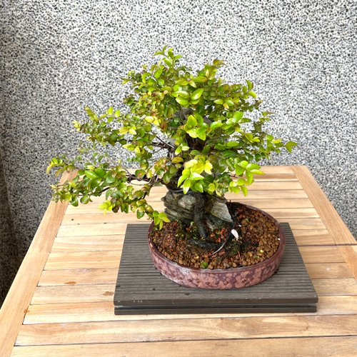 盆栽飾り卓 盆栽飾り台 「寿山紫檀長方卓」盆栽卓 盆栽台 花台