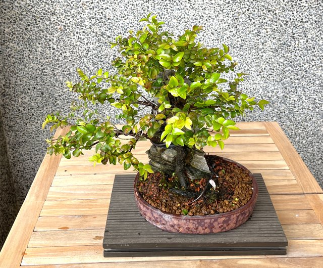 小品盆栽-付石紫檀盆景送禮- 設計館野趣小品盆栽Rustic Charm Bonsai 