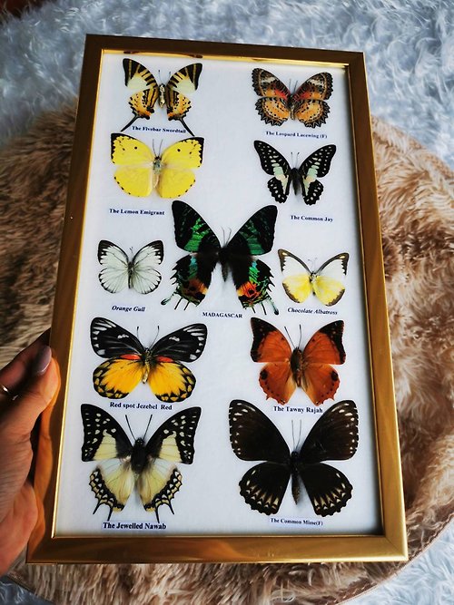 cococollection Real Mix 11 Butterfly Insect Taxidermy In Golden Frame Display Home Decor-Main M