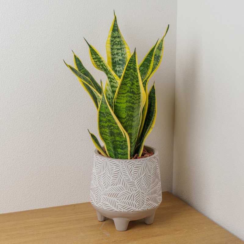 Sansevieria large leaf pattern Cement potted table potted plant opening gift housewarming gift - Plants - Plants & Flowers 