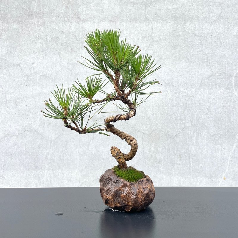 小品盆栽-黑松 盆景 送禮 - 盆栽/植栽 - 植物．花 