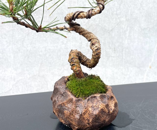 黒松　盆栽　逸品　大品盆栽　bonsai 中品盆栽 小品盆栽 盆栽・黒松 Bonsai Blackpine – bonsailife686868