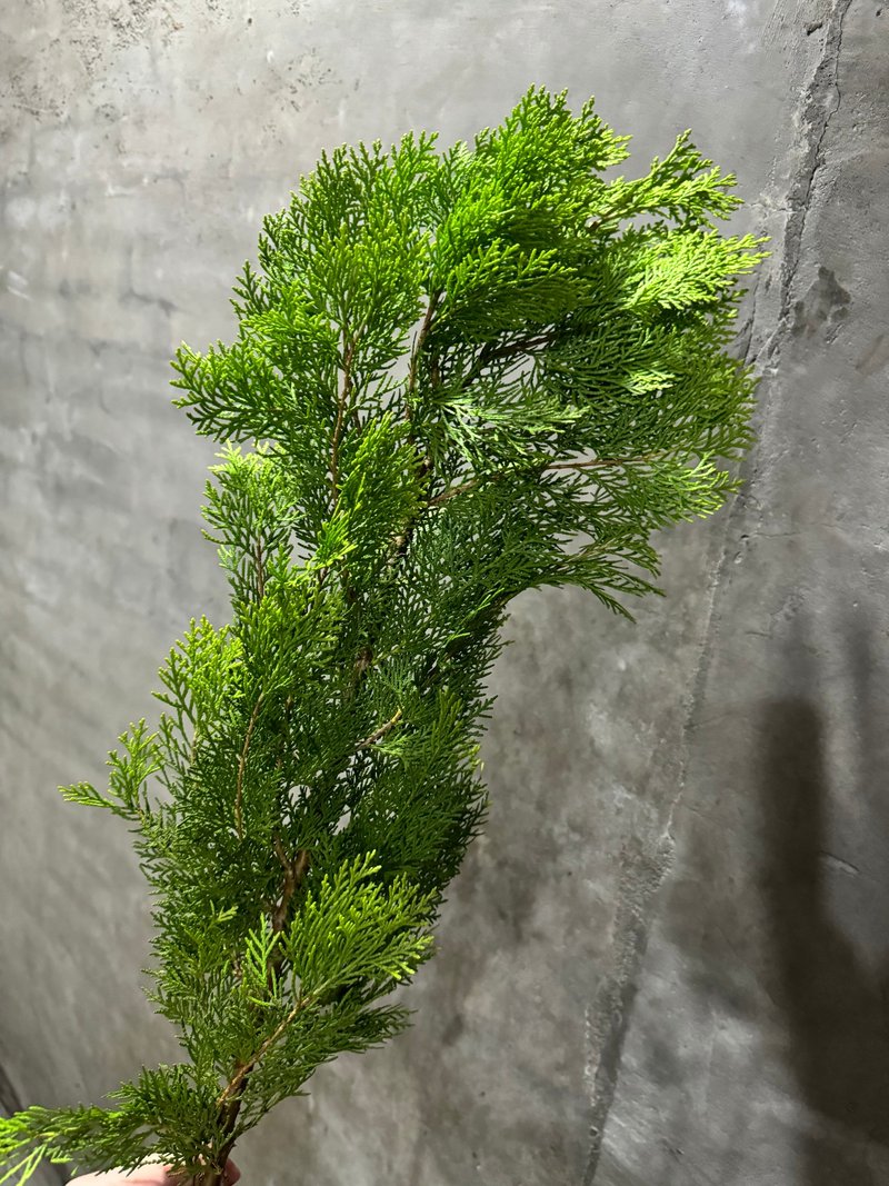 Limited sales at US and Japanese flower shops/Today’s is fresh hinoki. Don’t miss it if you’ve seen it before. It’s only available for self-pickup. - ช่อดอกไม้แห้ง - พืช/ดอกไม้ สีเขียว