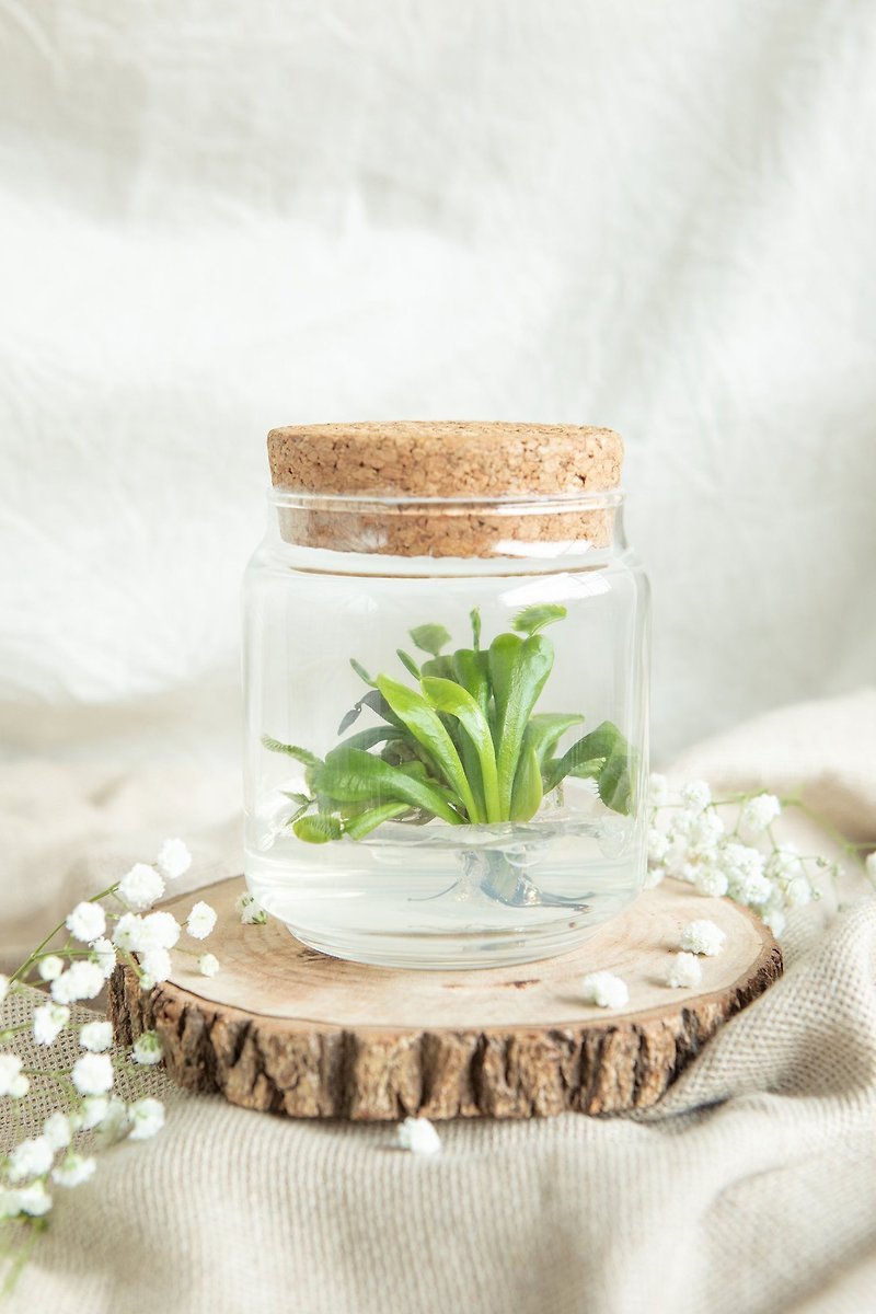 小部屋のボトル植栽[ハエトリグサ]水やりを必要とせず、虫を食べない鉢植えの食虫植物 - 観葉植物 - ガラス 透明