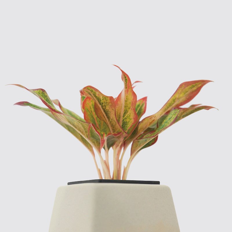 │ Square Pot Series │ Aurora - Ceramic Pots for Hydroponic Plants Indoor Potted Plants - ตกแต่งต้นไม้ - พืช/ดอกไม้ 
