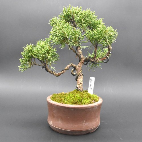 日本紀州真柏- 設計館盆景星球Bonsai Planet 植栽/盆栽- Pinkoi