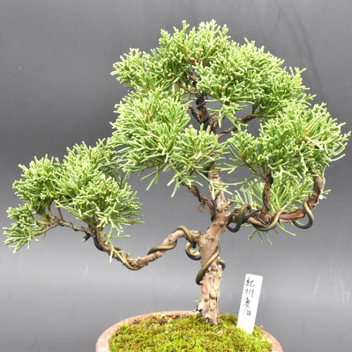 日本紀州真柏- 設計館盆景星球Bonsai Planet 植栽/盆栽- Pinkoi