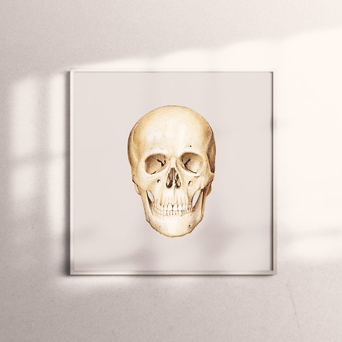EMMACHENG 複製畫-Skull Facade | 骷髏,頭骨