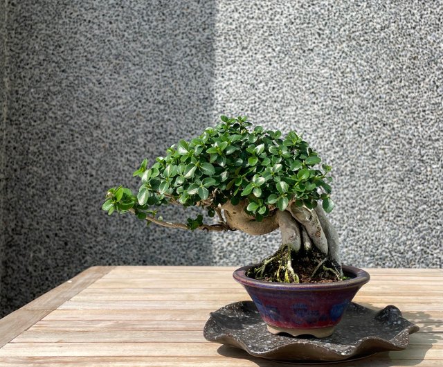 Small potted plants-Shou Niangzi Bonsai - Shop rustic-charm-bonsai Plants -  Pinkoi